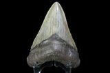 Fossil Megalodon Tooth - Georgia #74604-1